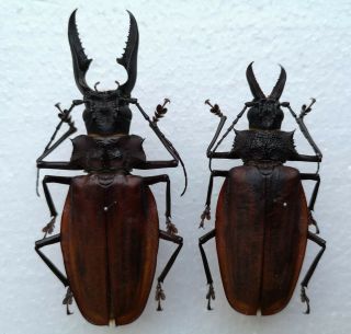 Macrodontia Crenata,  Scarce Species From Peru,  82mm And 67mm,  Longhorn Beetle