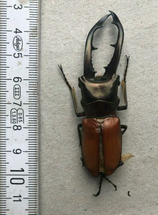 Lucanidae,  Cyclommatus Montanellus,  N.  - Borneo,  Giant,  71,  Mm