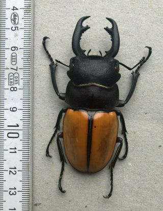 Lucanidae,  Odontolabis Castelnaudi Castelnaudi,  Borneo,  75 Mm,  A1