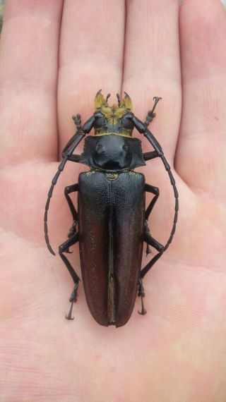 Coleoptera Prioninae Callipogon Levchenkoi 1 Female / 70 Mm/ Nicaragua