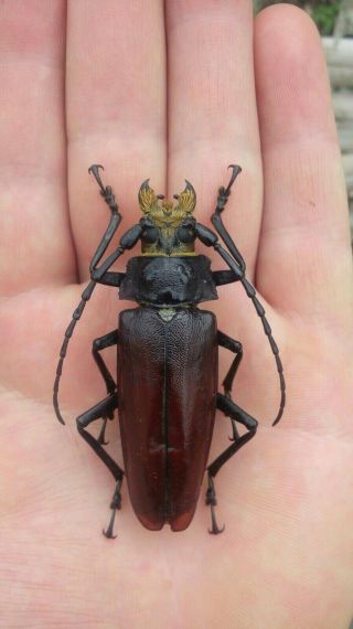 Coleoptera Prioninae Callipogon Levchenkoi 1 Female / 68 Mm/ Nicaragua