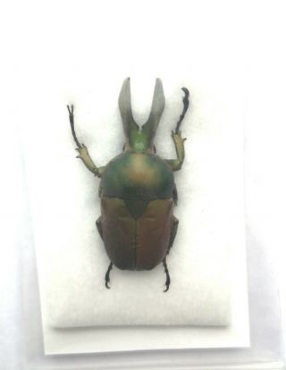 Narycius Opalus,  33mm,  Very Scarce Species From India,  Cetoniinae Flower Beetle