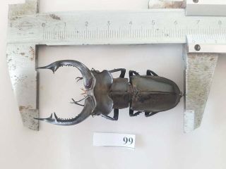 99 Vietnam Beetles Lucanus Ps.  (a1,  Size:67mm)