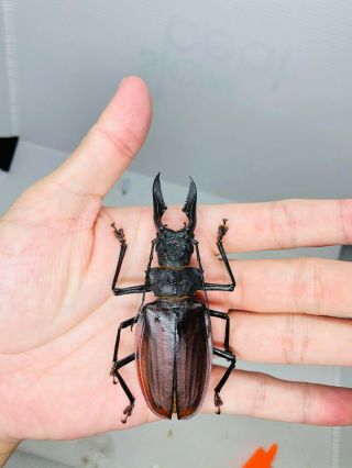 Macrodontia Crenata From Peru 89.  5mm Cerambycidae
