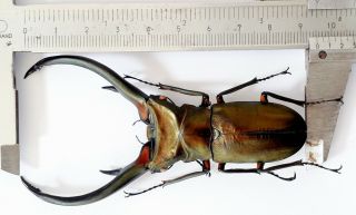 Big Horn Cyclommatus Elaphus 95mm From Sumatra Indonesia