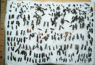 Macro Sized Beetles From West Kalimantan.  (10)