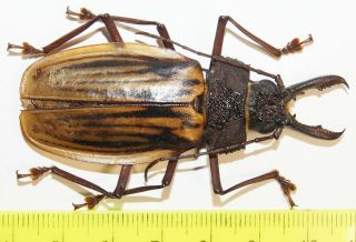 Macrodontia Antonkozlovi (male,  66 Mm),  Very Rare Cerambycidae From Peru
