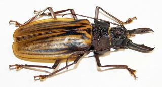 Macrodontia antonkozlovi (male,  66 mm),  very rare Cerambycidae from Peru 2