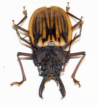 Macrodontia antonkozlovi (male,  66 mm),  very rare Cerambycidae from Peru 3