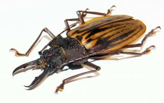 Macrodontia antonkozlovi (male,  66 mm),  very rare Cerambycidae from Peru 4