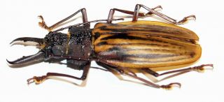 Macrodontia antonkozlovi (male,  66 mm),  very rare Cerambycidae from Peru 5