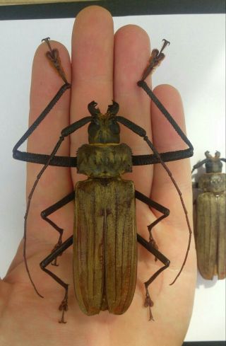 Coleoptera Prioninae Xixuthrus Costatus A1/male / 94 Mm / Solomon Island
