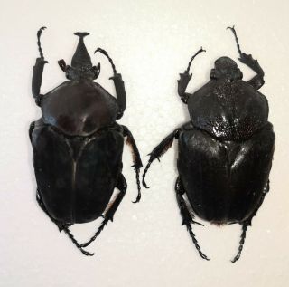 Fornasinius Higginsi,  55mm & 49mm Pair,  Very Scarce Goliathus Beetle From Ghana