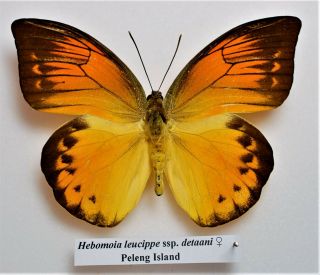 Hebomoia Leucippe Ssp Detani (female) From Peleng Island