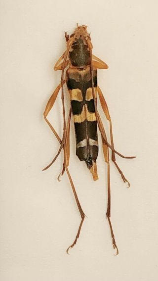 Cerambycidae Sp From Jinxiu Guangxi 0638