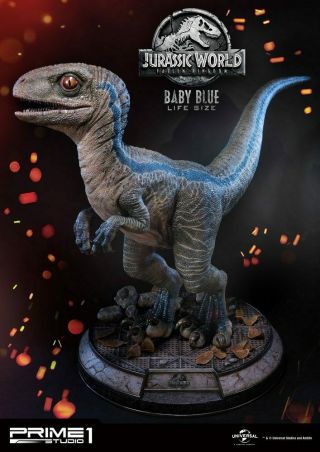 Jurassic World: Fallen Kingdom Life - Size Statue Baby Blue - Prime 1 Studio