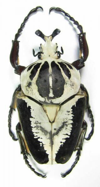 Cetoniinae Goliathus Regius 97mm.  Large Male