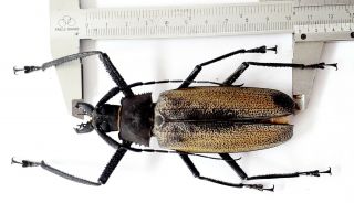 Xixuthrus Granulipennis 105mm From Irianjaya Indonesia