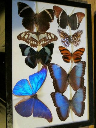 Vintage Mounted Moth Butterfly Display Shadowbox Central/south America