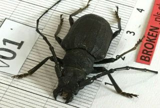 P01 29mm ? Prioninae Cerambycidae Lucanus Insect Beetle Coleoptera Vietnam
