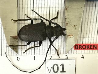 P01 29mm ? Prioninae Cerambycidae Lucanus insect beetle Coleoptera Vietnam 2