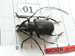 P01 29mm ? Prioninae Cerambycidae Lucanus insect beetle Coleoptera Vietnam 3