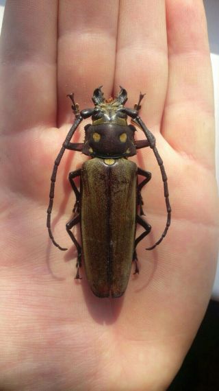 Coleoptera Prioninae Callipogon Relictus A1,  / 1male / 72 Mm / Far East Russia
