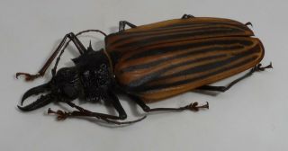 Cerambycidae,  Prioninae,  Macrodontia Castroi Female (71 Mm) Perfect/exclusive