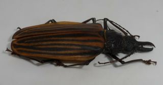 Cerambycidae,  Prioninae,  Macrodontia castroi Female (71 mm) PERFECT/EXCLUSIVE 2