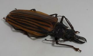 Cerambycidae,  Prioninae,  Macrodontia castroi Female (71 mm) PERFECT/EXCLUSIVE 3
