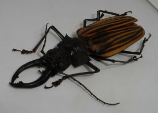 Cerambycidae,  Macrodontia Castroi Male Giant (103mm) Good A2 Exclusive