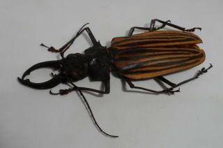 Cerambycidae,  Macrodontia castroi Male GIANT (103mm) Good A2 EXCLUSIVE 2