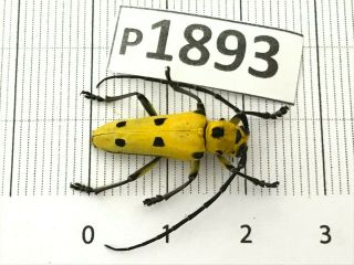 P1893 Cerambycidae Lucanus Insect Beetle Coleoptera Vietnam