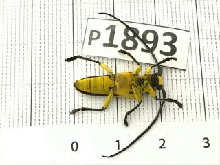 P1893 Cerambycidae Lucanus insect beetle Coleoptera Vietnam 2