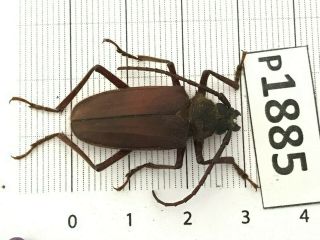 P1885 Cerambycidae Lucanus Insect Beetle Coleoptera Vietnam
