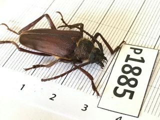 P1885 Cerambycidae Lucanus insect beetle Coleoptera Vietnam 2