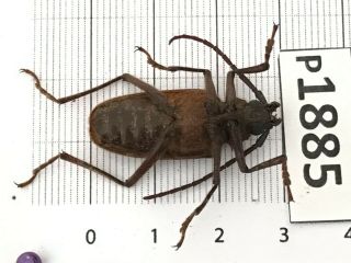 P1885 Cerambycidae Lucanus insect beetle Coleoptera Vietnam 3