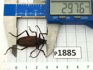 P1885 Cerambycidae Lucanus insect beetle Coleoptera Vietnam 4