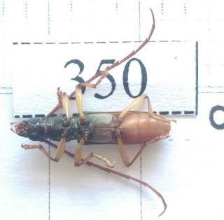 350 Insect Cerambycidae Central Viet Nam