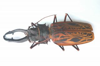 Huge Macrodontia Cervicornis Male 15.  1 Cm Prioninae Peru Beetle Insect Rare