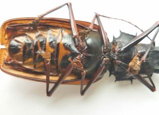 HUGE MACRODONTIA cervicornis Male 15.  1 cm PRIONINAE Peru Beetle Insect Rare 2