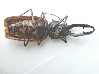 HUGE MACRODONTIA cervicornis Male 15.  1 cm PRIONINAE Peru Beetle Insect Rare 3