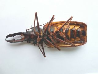 MACRODONTIA cervicornis Male 13cm PRIONINAE Peru Beetle Insect Rare 2