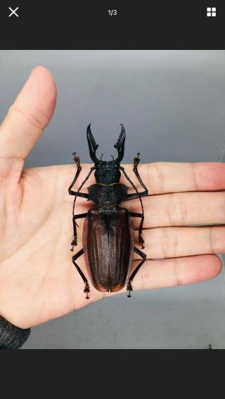 Macrodontia Crenata From Peru 88.  5mm Cerambycidae