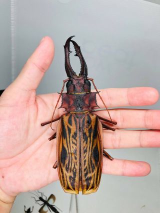 Macrodontia Cervicornis From Peru 147mm Ceramycidae