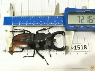 P1518 Cerambycidae Lucanus Insect Beetle Coleoptera Vietnam