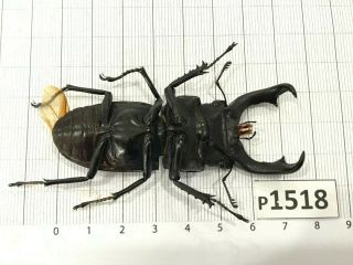 P1518 Cerambycidae Lucanus insect beetle Coleoptera Vietnam 2