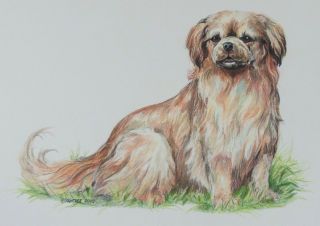 Marcia Van Woert Painting Signed Raintree 2002 Tibetan Terrier Dog