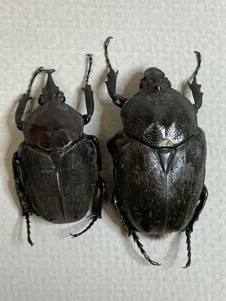 Fornasinius Higginsi Pair,  Rare Beetles,  Cetoniidae Goliathini From Ghana