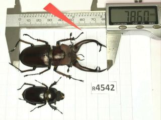 R4542 Cerambycidae Lucanus Insect Beetle Coleoptera Vietnam